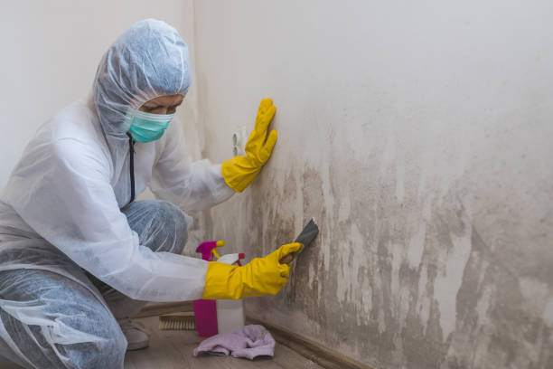 Best Emergency Mold Remediation in Bushnell, FL