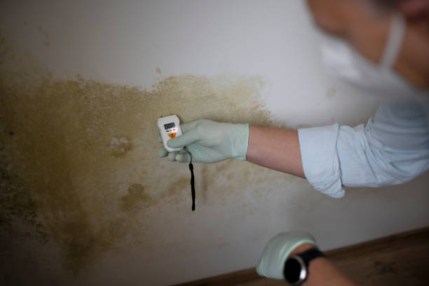 Best Residential Mold Remediation in Bushnell, FL