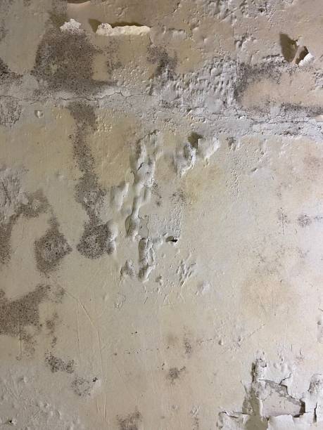 Reliable Bushnell, FL Mold Remediation Solutions