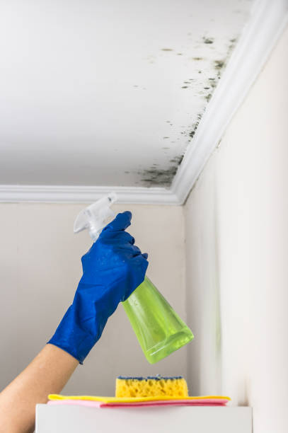 Best Basement Mold Remediation in Bushnell, FL